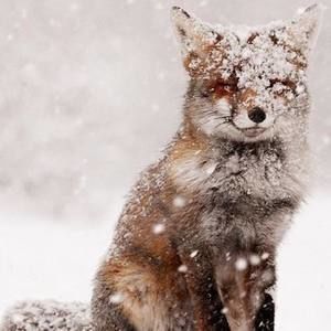 Meet your Posher, Matt-jolie